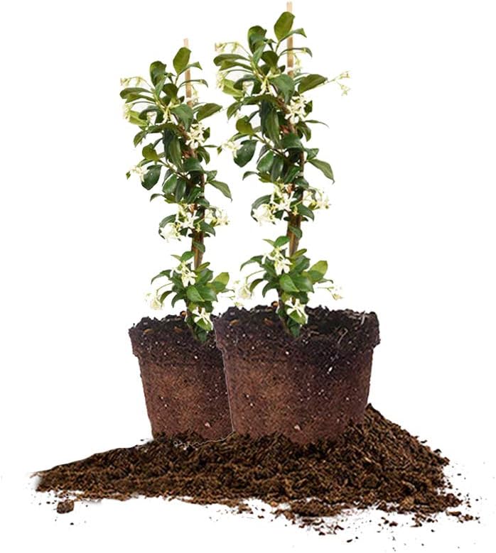Confederate Jasmine Live Plant 2 Pack with Care Guide for Gardens