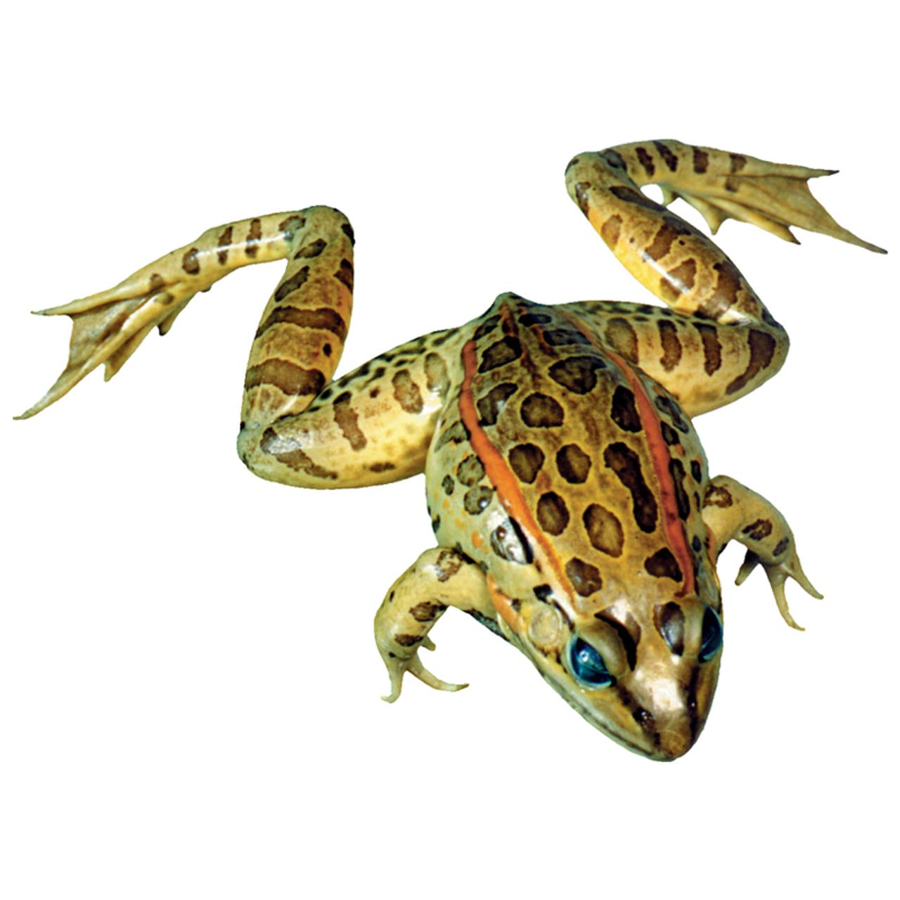 Anatomy Lab Grass Frog Specimen for Dissection - 4-5 in Pack