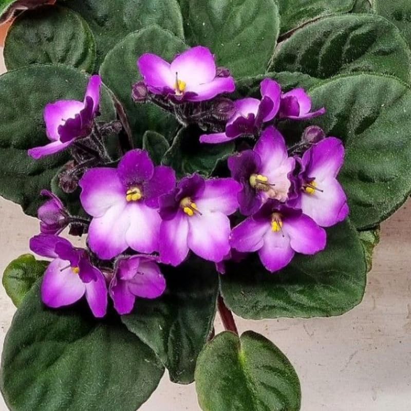 Purple White African Violet Live Plant for Indoor Gardens