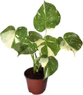Monstera Thai Constellation Live 6 in Variegated Houseplant - Stunning