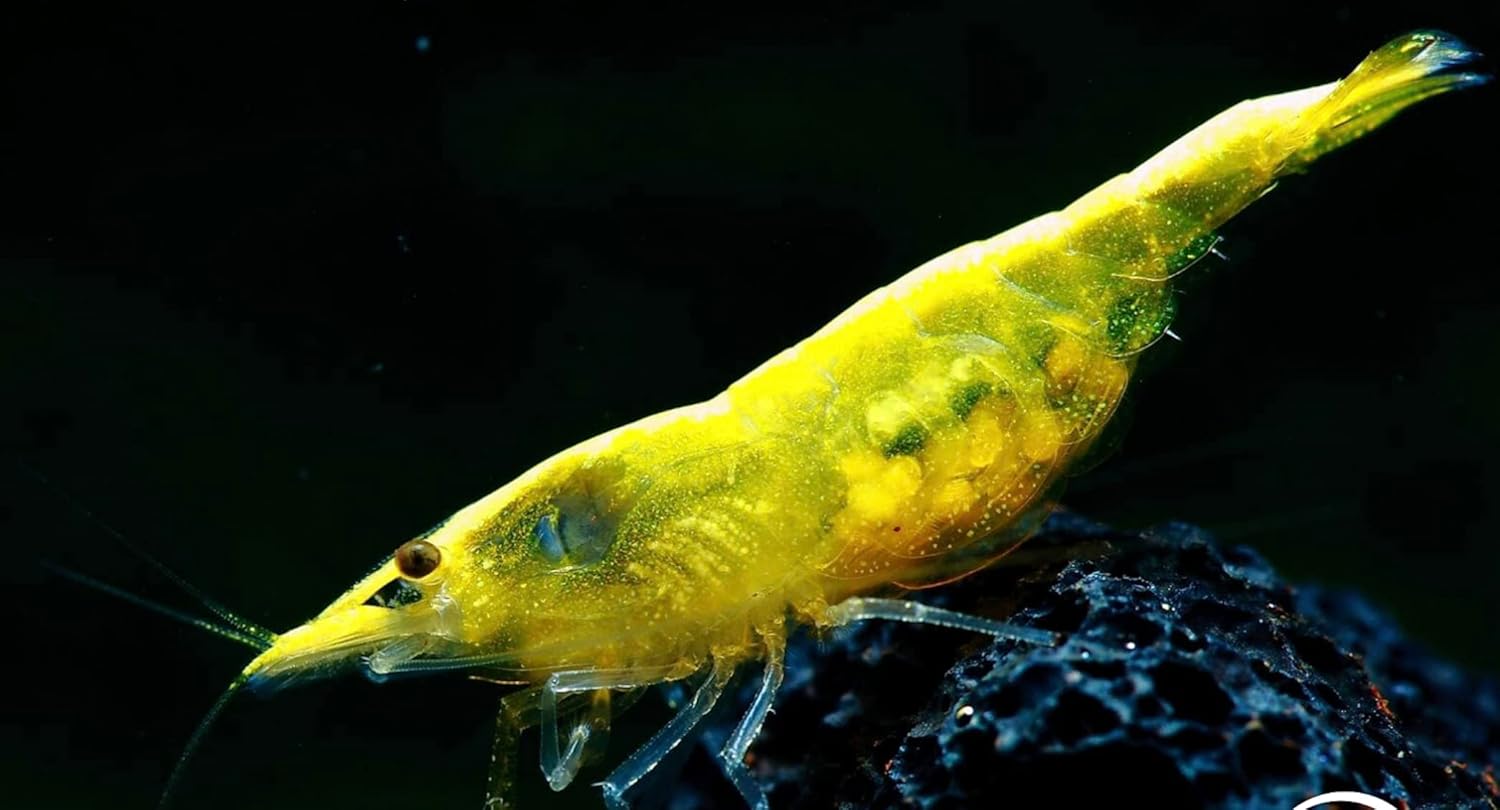 Live Aquarium Shrimp Premium Grade Neocaridina & Caridina Varieties