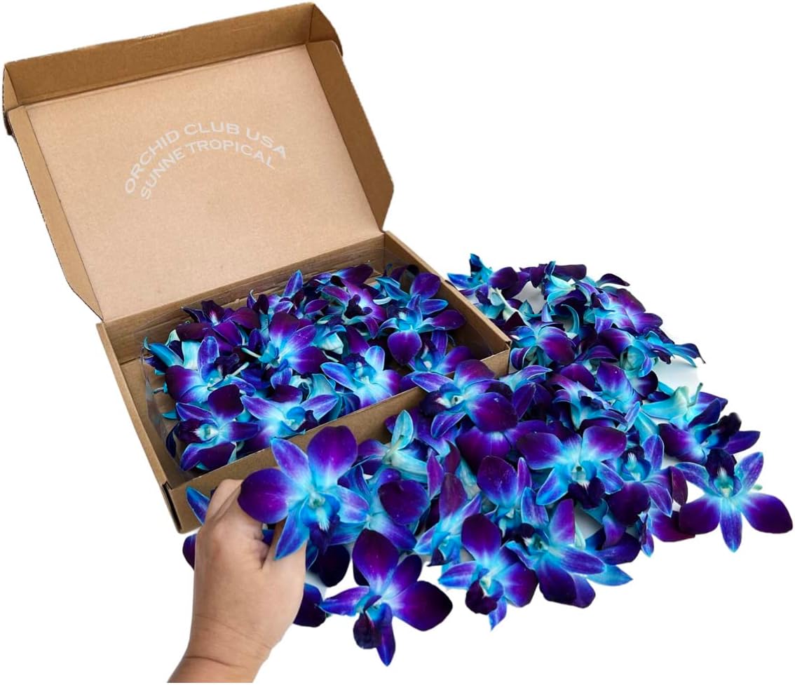 Fresh Orchid Loose Bloom for DIY Lei and Event Decoration