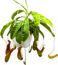 Nepenthes Winged Pitcher 6 in HB - Carnivorous Houseplant