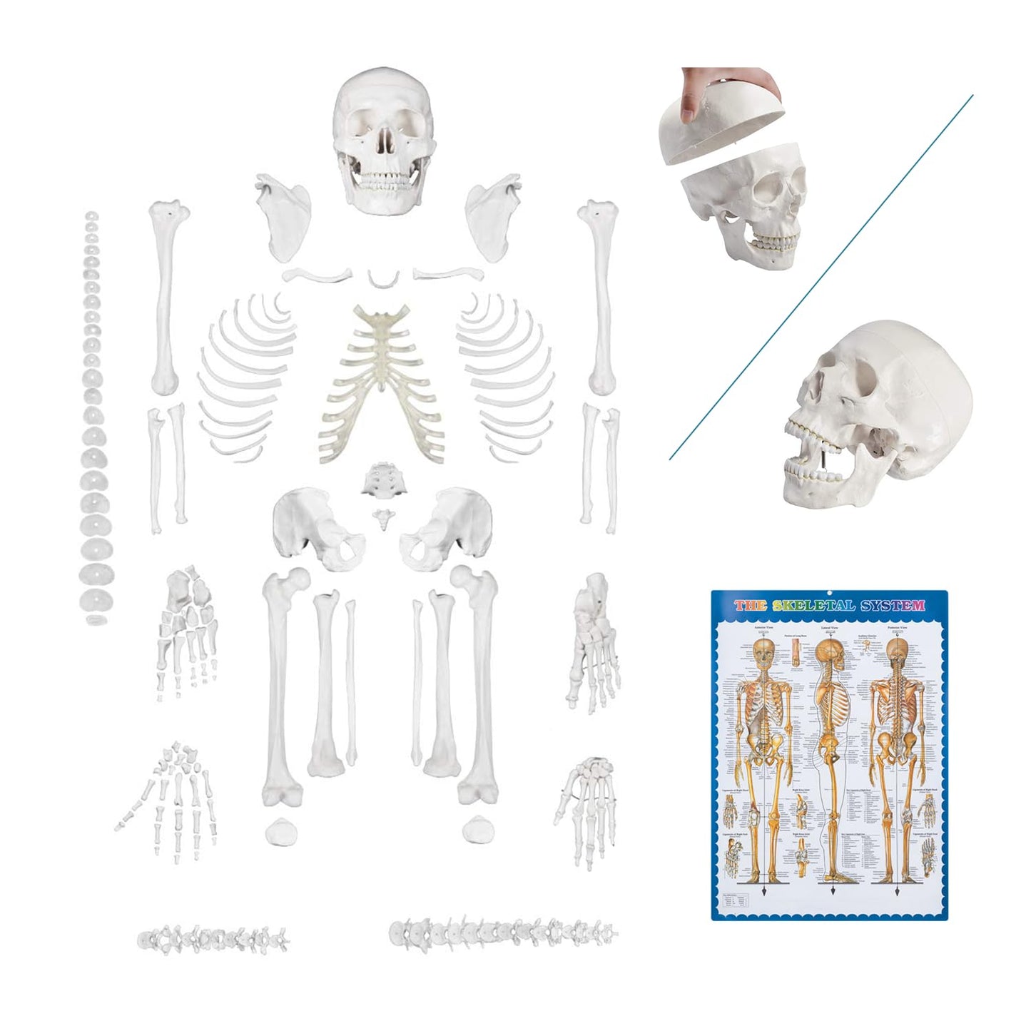 Disarticulated Human Skeleton Model for Anatomy Study and Teaching