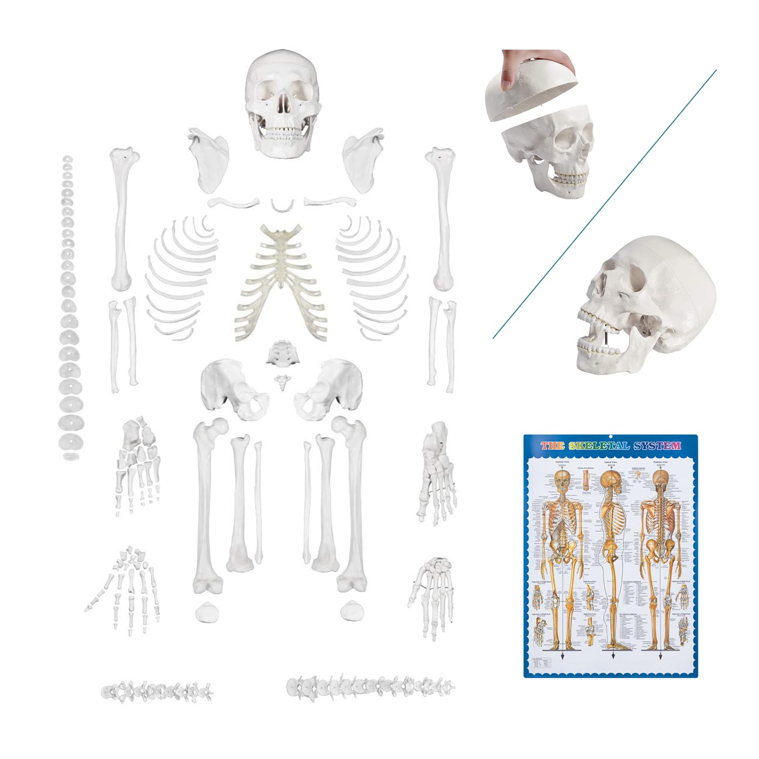 Disarticulated Human Skeleton Model for Anatomy Study and Teaching