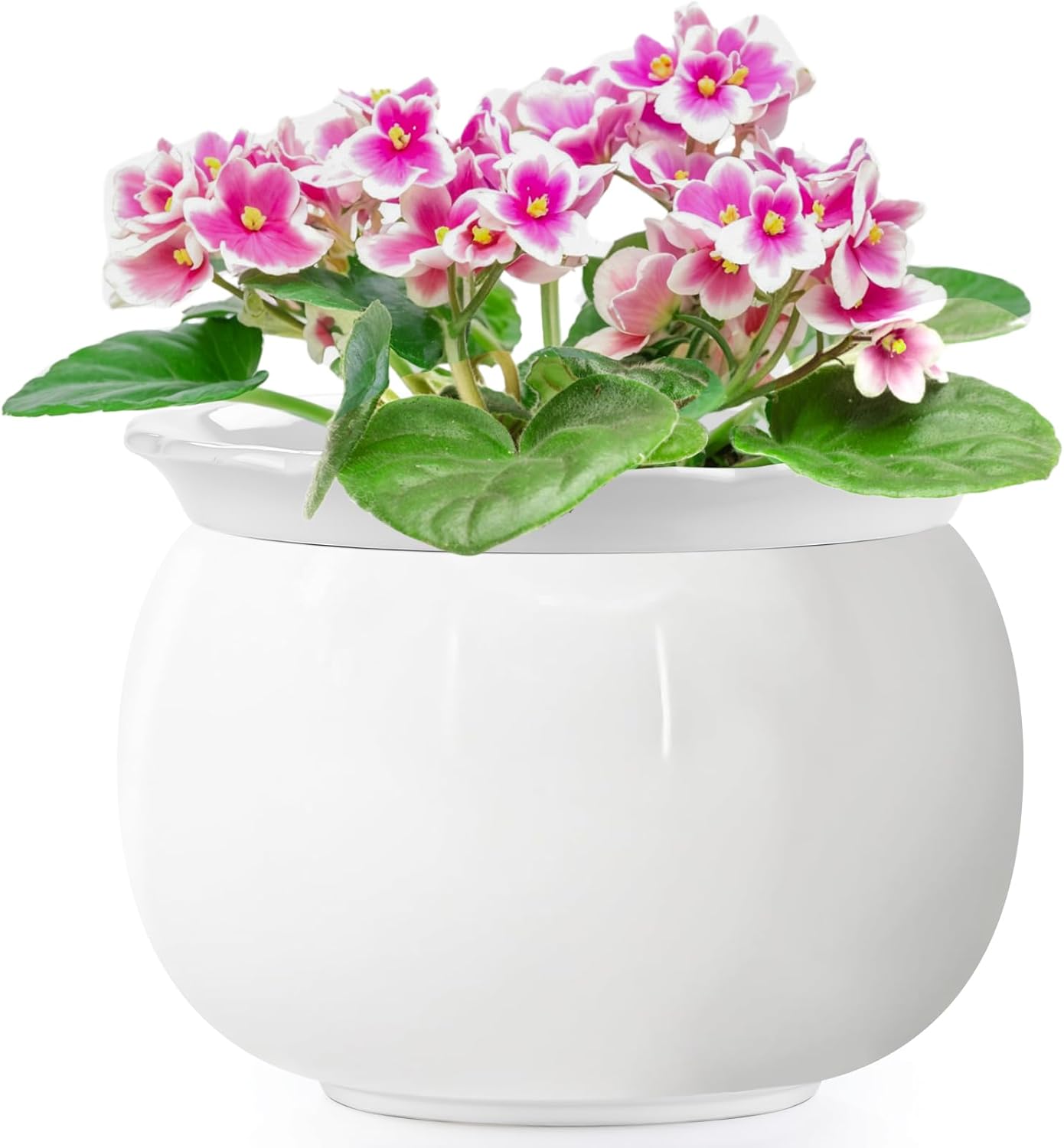 African Violet Pots - 8 Inch Self Watering Ceramic Planters