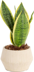 Snake Plant Live Indoor Sansevieria Easy to Grow Houseplant