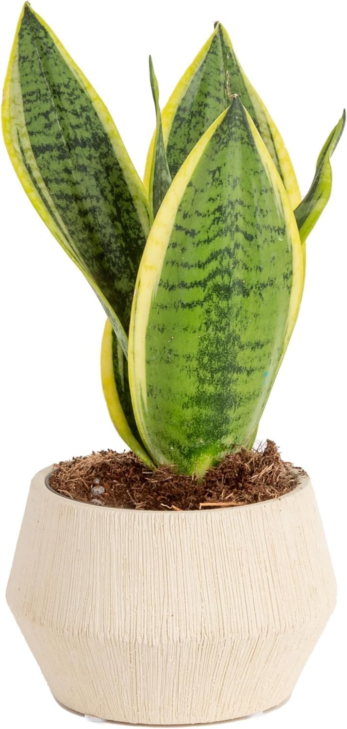 Snake Plant Live Indoor Sansevieria Easy to Grow Houseplant