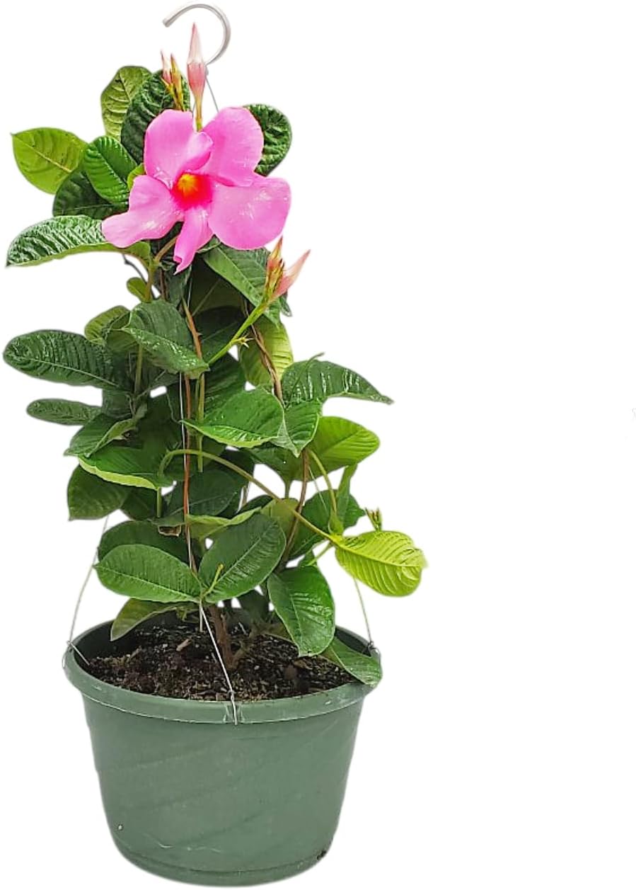 Pink Mandevilla Plant Live Hanging Basket for Tropical Decor