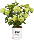 2 Gal. Little Lime Hydrangea Shrub - Colorful Container Specimen