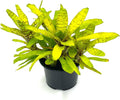 Bromeliad Neoregelia Tigrina Live Plant 8-12 in - Striking Indoor