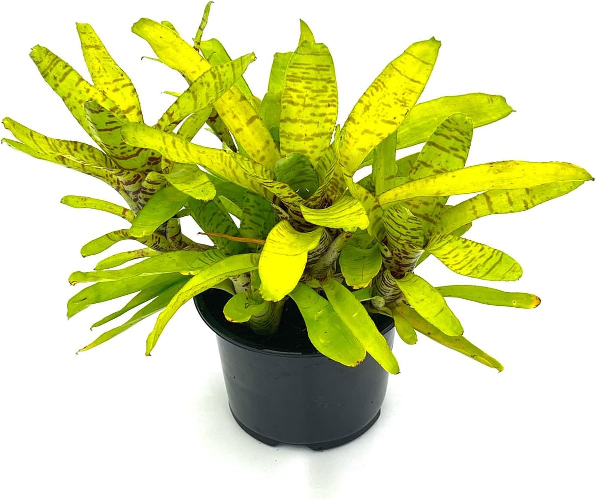 Bromeliad Neoregelia Tigrina - Exotic House Plant for Decor