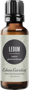 Ledum Essential Oil 30 ml - Earthy, Wildcrafted Therapeutic Oil