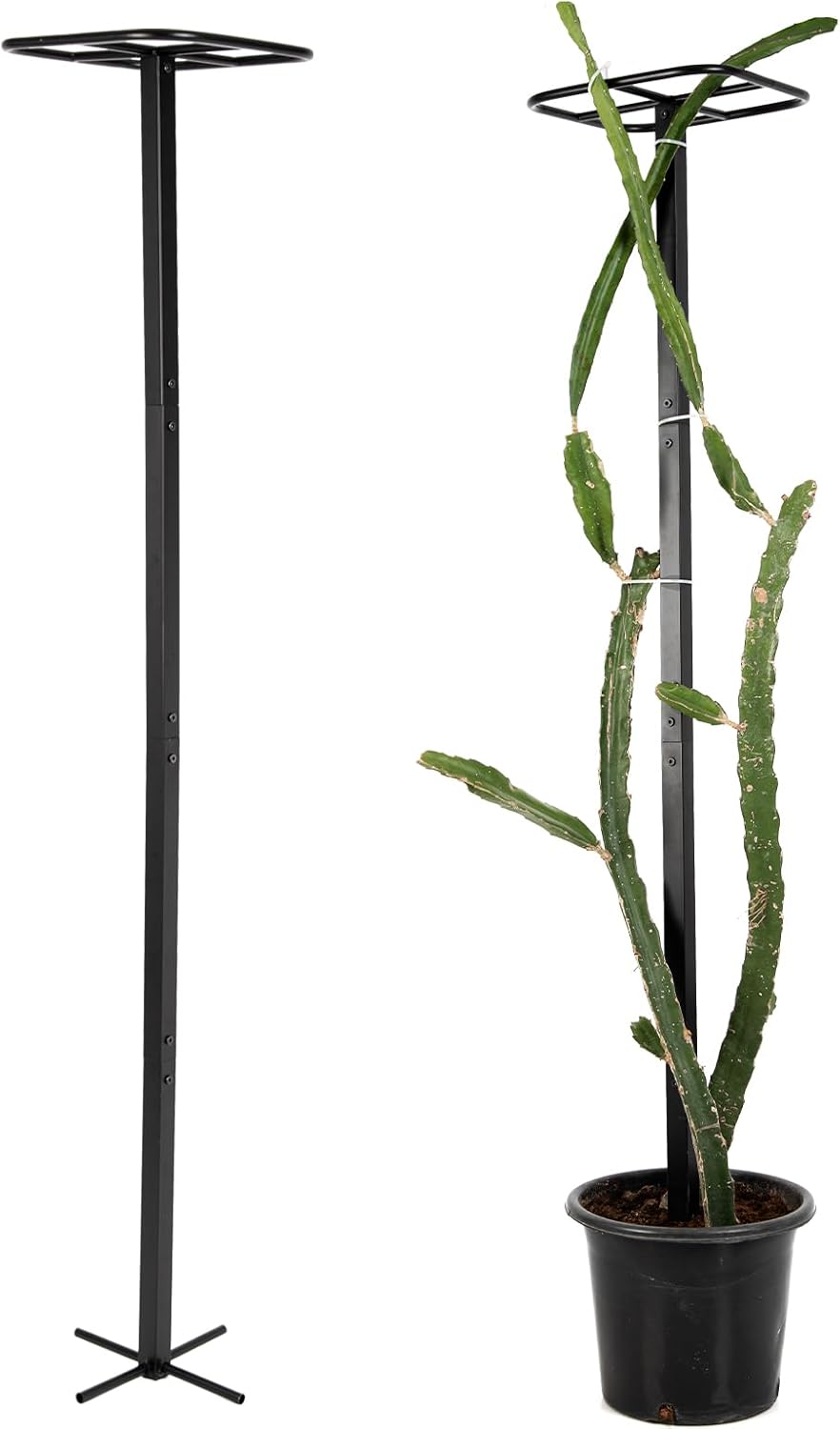 63in Metal Dragon Fruit Trellis for Climbing Plants Support