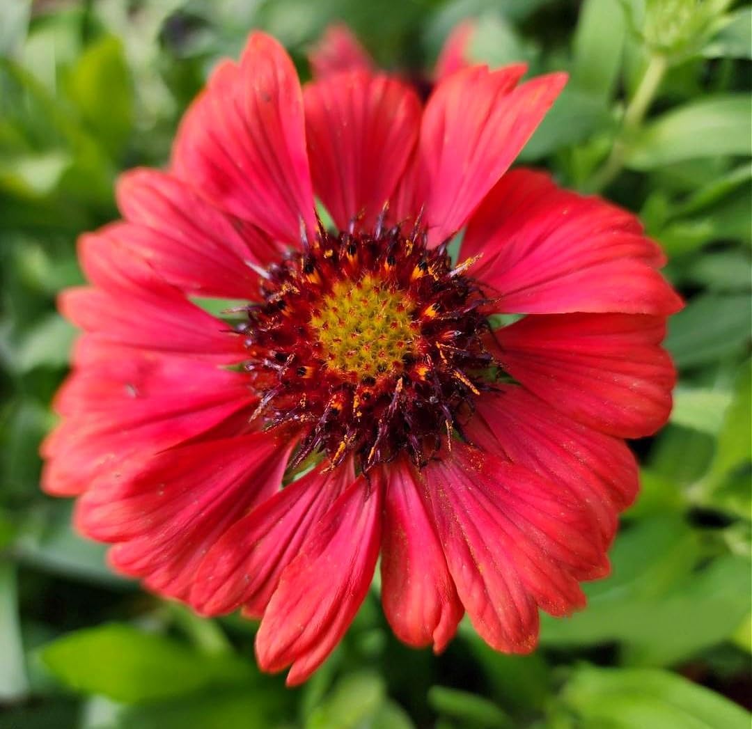 Mesa Red Gaillardia - Live Perennial Plants for Your Garden