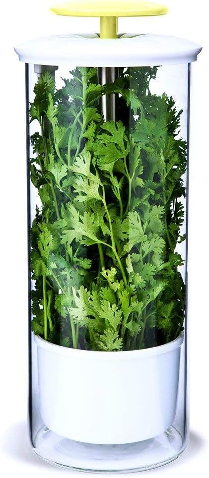 XXL Herb Keeper Glass Storage Container for Fresh Greens
