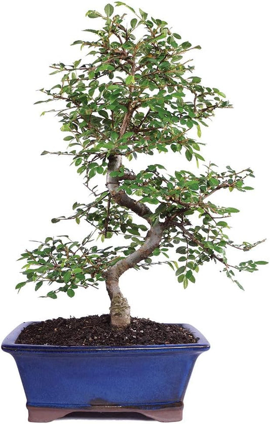 Live Chinese Elm Bonsai Tree for Outdoor Serenity and Beauty
