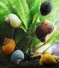 Assorted 10 Pack Mystery Snails for Freshwater Aquarium - Live Arrival