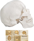 Human Skull Model Life Size 3-Part Anatomical Model - Detailed Study