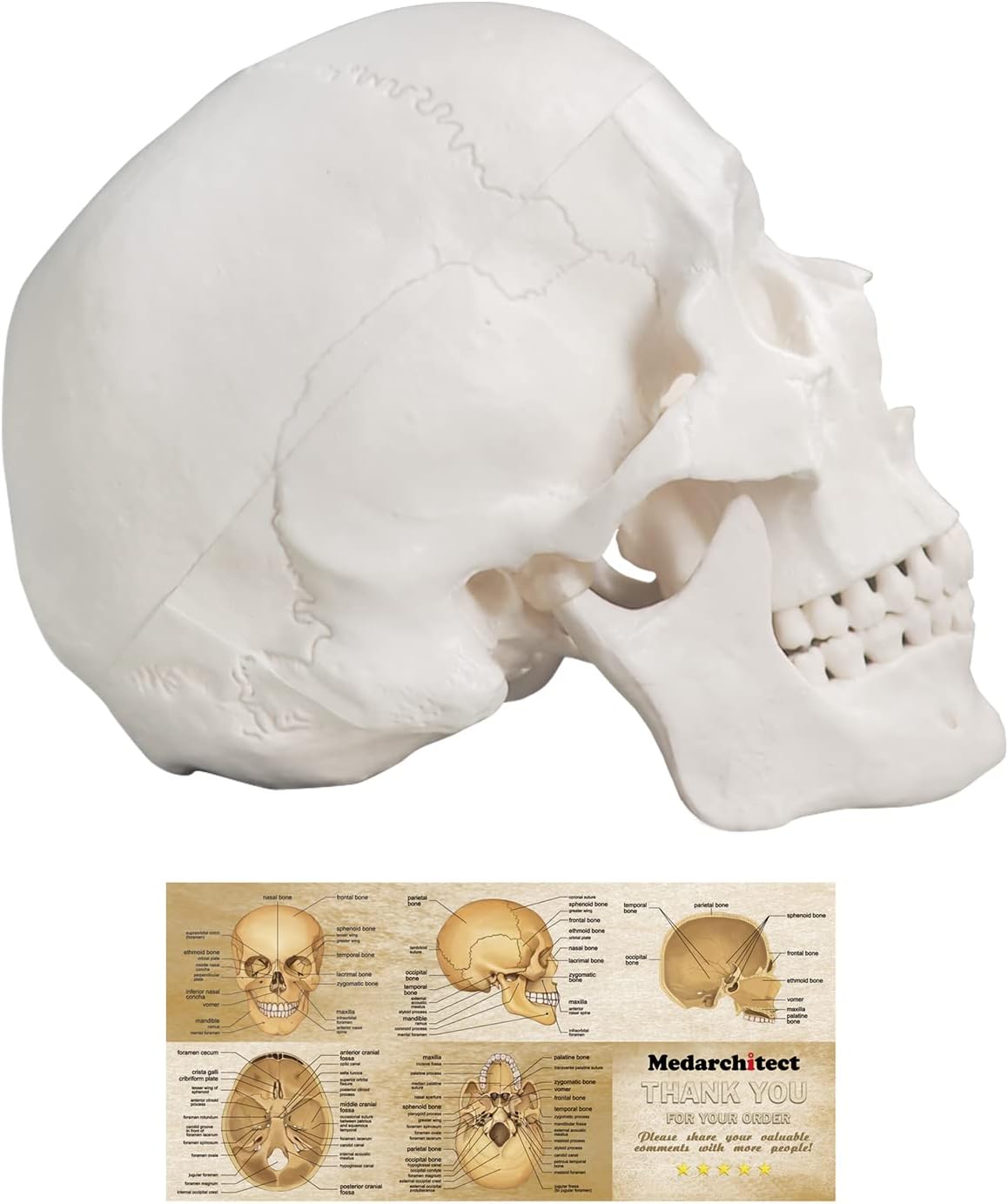Human Skull Model for Medical Students - Life Size 3-Part Design