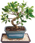 Golden Gate Ficus Indoor Bonsai Tree for Home Decor and Care