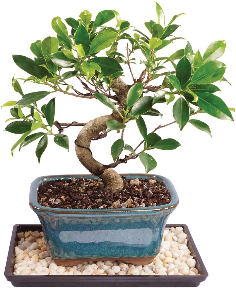 Golden Gate Ficus Indoor Bonsai Tree for Home Decor and Care
