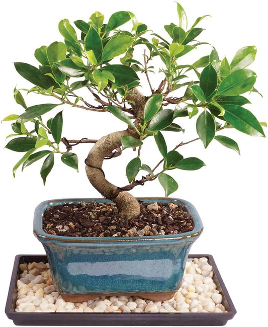 Golden Gate Ficus Indoor Bonsai Tree for Home Decor and Care