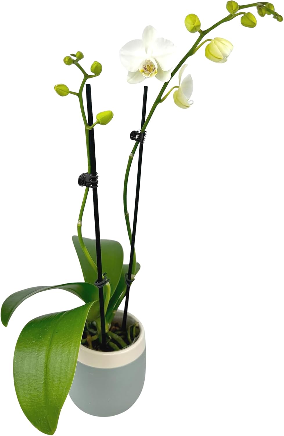 Premium White Live Orchid Plant in Blue & White Pot for Home