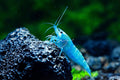 Live Aquarium Shrimp Premium Neocaridina & Caridina - Varied Colors