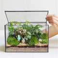 Glass Plants Terrarium with Lid - Rectangular Moss & Succulent Display