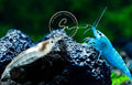 Swimming Creatures Premium Neocaridina Freshwater Shrimp - Colorful