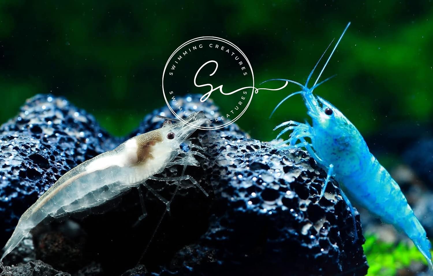 Premium High-Grade Neocaridina Freshwater Aquarium Shrimp Live
