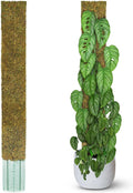 Flat Moss Pole 59in for Climbing Plants - Support & Rooting Aid