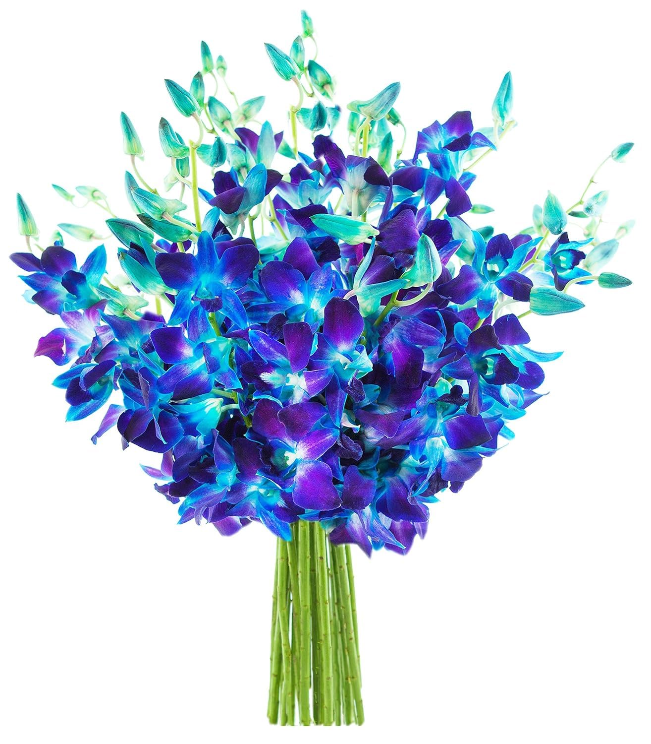 20 Blue Orchid Fresh Flowers for Birthdays, Sympathy, and More