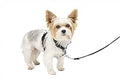 PetSafe 3 in 1 No-Pull Dog Harness for Safe and Comfortable Walks