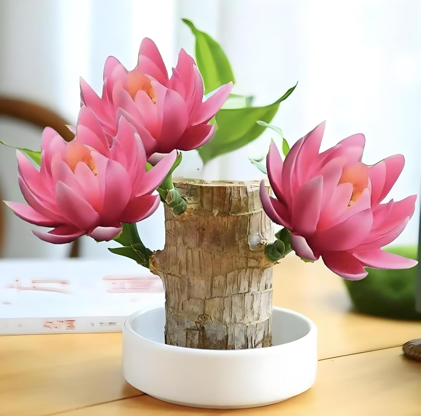 Lucky Wood Plant for Home Decoration and Office Desk Ornaments