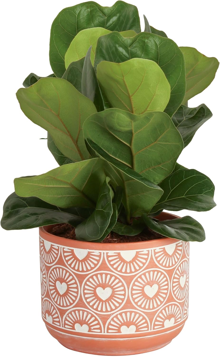 Fiddle Leaf Fig Tree Live Plant for Home Decor and Gifts