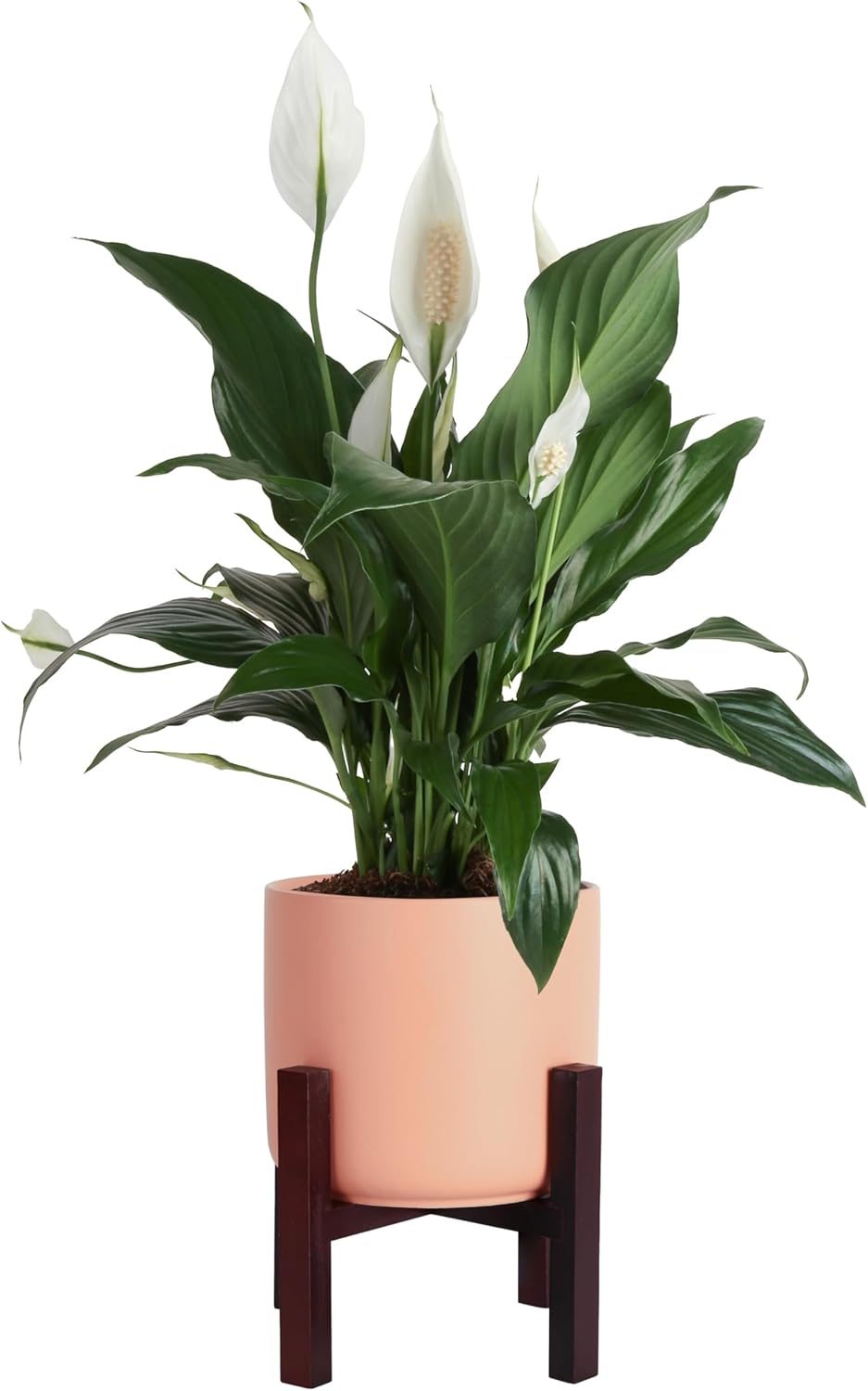 Indoor Peace Lily Plant in Marble Ceramic Pot - 15-Inches Tall