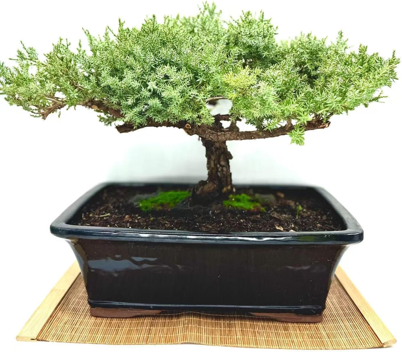 Live Dwarf Juniper Bonsai Tree - Perfect Gift for Any Occasion