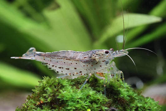 Amano Live Freshwater Aquarium Shrimps for Planted Tanks