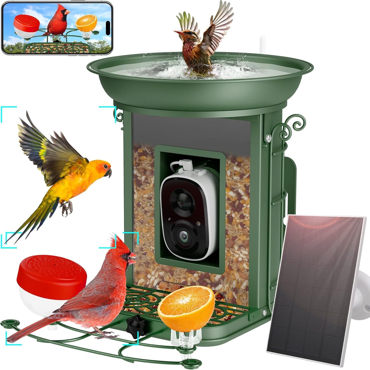 2K HD Bird Feeder Cam: Identify 11000+ Species!