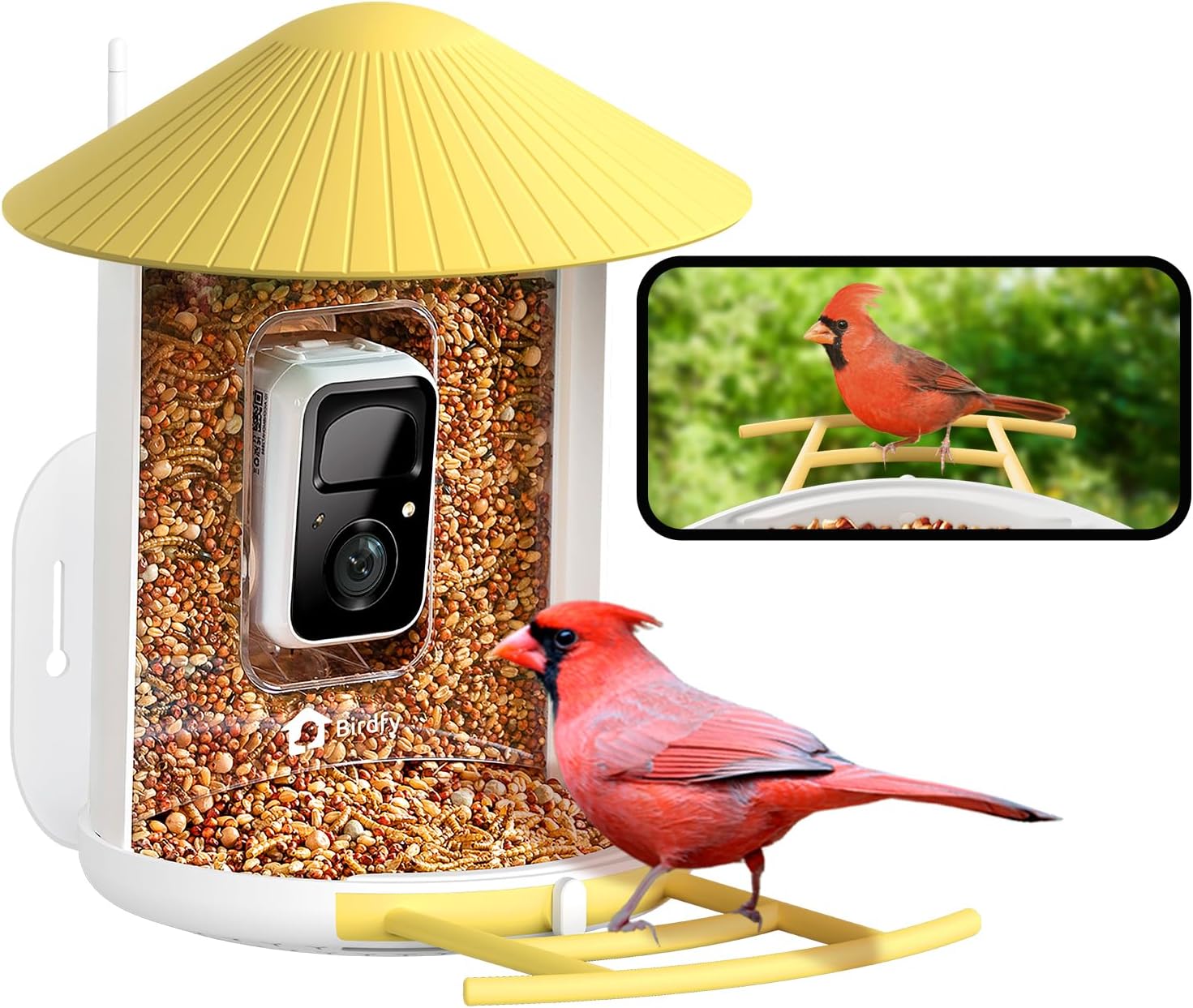 Wireless Bird Feeder Camera with Motion Capture