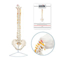 Life Size Spine Model 34in with Nerves and Stand - Educational
