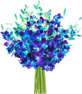 KaBloom PRIME NEXT DAY DELIVERY Blue Orchid Bouquet - Bold Gift Choice