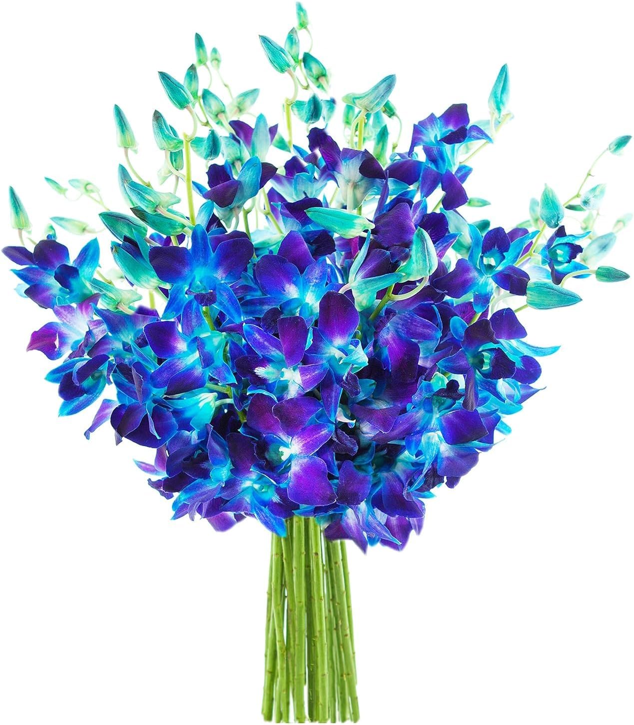 20 Blue Orchid Gift for Birthday, Sympathy, and More