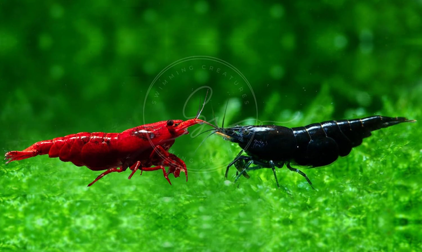Premium High-Grade Neocaridina Freshwater Aquarium Shrimp Live