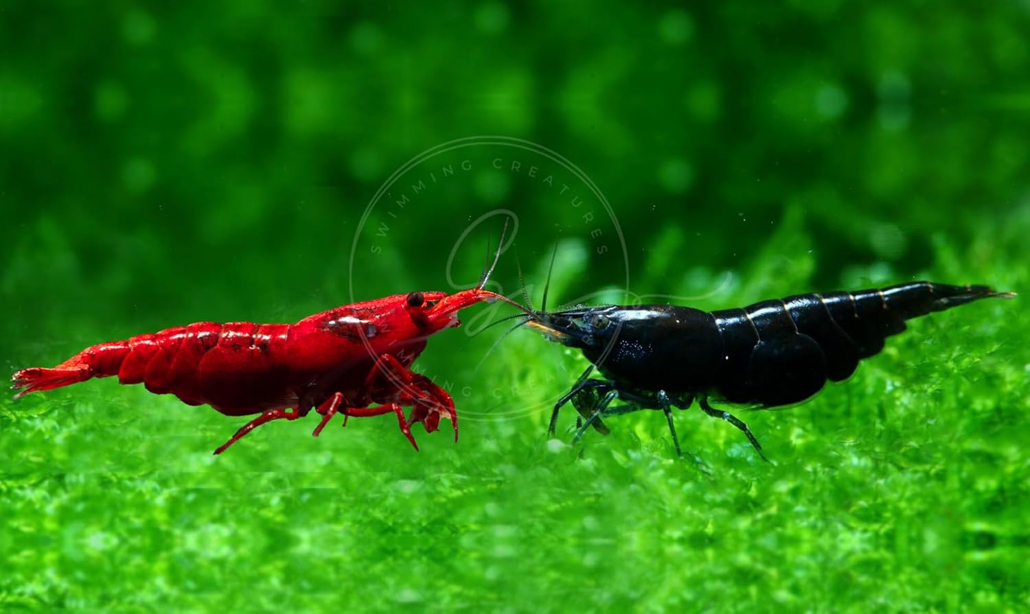 Premium High-Grade Neocaridina Freshwater Aquarium Shrimp Live
