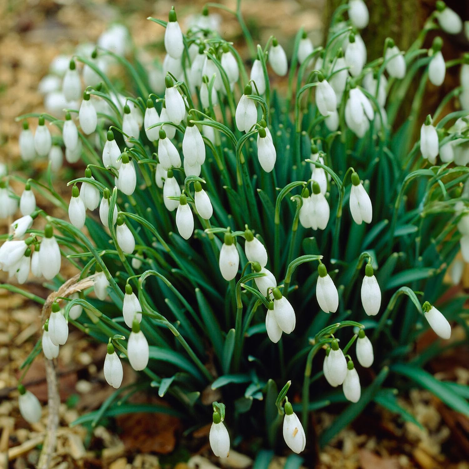 Galanthus Flower Bulbs for Fall Planting - 50 Count Bag