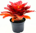 Bromeliad Neoregelia Lamberts Pride Live Plant - Vibrant Indoor Accent