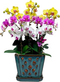 Orchid Pot with Holes and Saucer for Repotting and Better Grow - Teal
